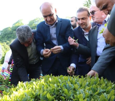 آغاز پر امید فصل چای در گیلان با حضور استاندار