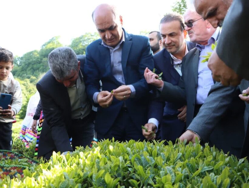 آغاز پر امید فصل چای در گیلان با حضور استاندار